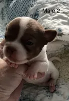 Male 2, a male Chiweenie for sale in Le Roy, NY – 3 of 9