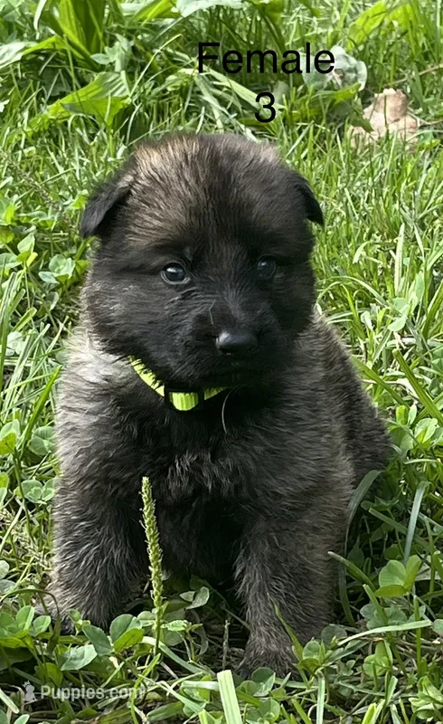 Female 3 – German Shepherd Dog puppy for sale in Le Roy, NY