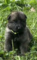 Female 3, a female German Shepherd Dog for sale in Le Roy, NY – 1 of 9