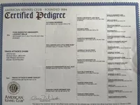 Male L/C 1, a male Beagle for sale in Le Roy, NY – Photo 10 of 10