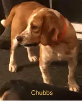 Male L/C 1, a male Beagle for sale in Le Roy, NY – Photo 5 of 10