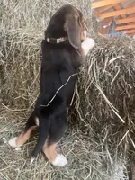 Male L/C 1, a male Beagle for sale in Le Roy, NY – Photo 3 of 10