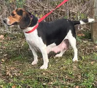 Male L/C 1, a male Beagle for sale in Le Roy, NY – Photo 7 of 10