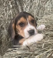Male L/C 1, a male Beagle for sale in Le Roy, NY – Photo 1 of 10