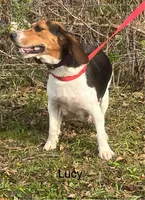 Male L/C 1, a male Beagle for sale in Le Roy, NY – Photo 8 of 10