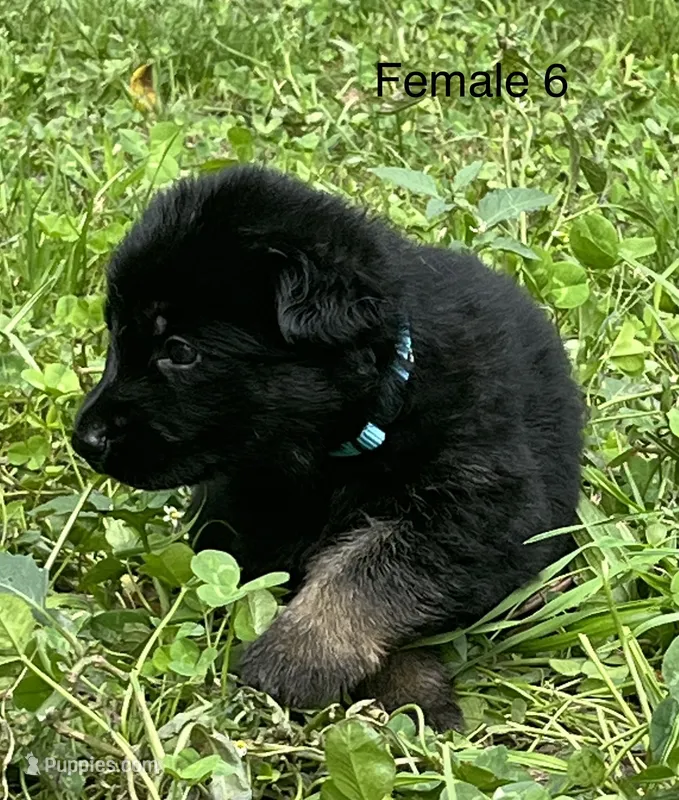 Female 6 – German Shepherd Dog puppy for sale in Le Roy, NY