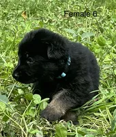 Female 6, a female German Shepherd Dog for sale in Le Roy, NY – 1 of 10