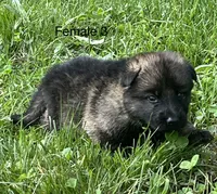 Female 3, a female German Shepherd Dog for sale in Le Roy, NY – 7 of 9