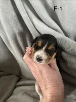 Female 1 Faith, a female Beagle for sale in Le Roy, NY – Photo 1 of 4