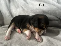 Female 1 Faith, a female Beagle for sale in Le Roy, NY – Photo 4 of 4