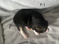 Female 1 Faith, a female Beagle for sale in Le Roy, NY – Photo 3 of 4