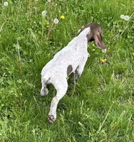 Male, a male German Shorthaired Pointer for sale in Le Roy, NY – 6 of 9