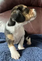 Female 5, a female Beagle for sale in Le Roy, NY – 5 of 8