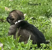 Female 2, a female German Shepherd Dog for sale in Le Roy, NY – 5 of 9