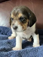 Male 1, a male Beagle for sale in Le Roy, NY – 1 of 10