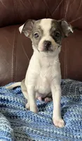 Male 3, a male Chiweenie for sale in Le Roy, NY – 3 of 9