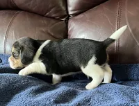 Male 1, a male Beagle for sale in Le Roy, NY – 8 of 10