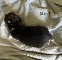 Male 6, a male Beagle for sale in Le Roy, NY – 7 of 7