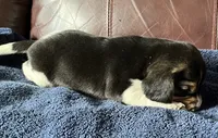 Female 4, a female Beagle for sale in Le Roy, NY – 3 of 8