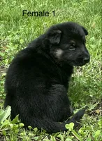 Female 1, a female German Shepherd Dog for sale in Le Roy, NY – 6 of 10