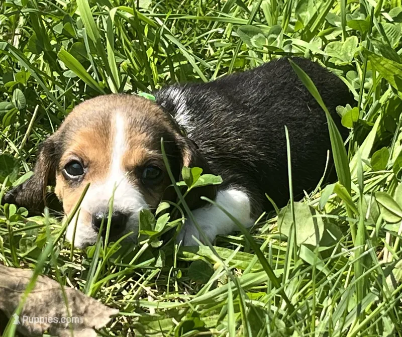 Male 6 – Beagle puppy for sale in Le Roy, NY