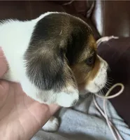 Angel male, a male Beagle for sale in Le Roy, NY – 6 of 10