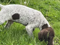 Male, a male German Shorthaired Pointer for sale in Le Roy, NY – 8 of 9