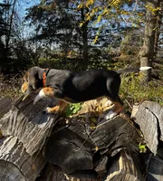 Faith orange, a male Beagle for sale in Le Roy, NY – 10 of 10