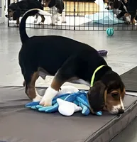 Male green/yellow collar, a male Beagle for sale in Le Roy, NY – 2 of 10