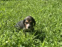 Female 1, a female Beagle for sale in Le Roy, NY – 9 of 9