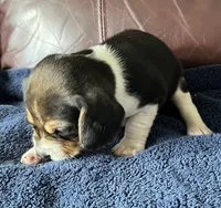 Female 5, a female Beagle for sale in Le Roy, NY – 3 of 8