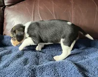 Female 5, a female Beagle for sale in Le Roy, NY – 7 of 8