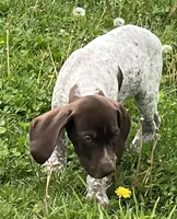 Male, a male German Shorthaired Pointer for sale in Le Roy, NY – 3 of 9