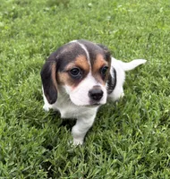 Angel female, a female Beagle for sale in Le Roy, NY – 2 of 3
