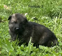 Female 2, a female German Shepherd Dog for sale in Le Roy, NY – 7 of 9