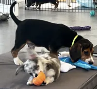 Male green/yellow collar, a male Beagle for sale in Le Roy, NY – 9 of 10