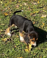 Faith Black, a male Beagle for sale in Le Roy, NY – 7 of 10