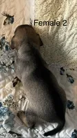 Female 2, a male Chiweenie for sale in Le Roy, NY – 4 of 8
