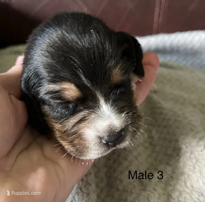 Male 3 – Beagle puppy for sale in Le Roy, NY