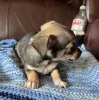 Male 4, a male Chiweenie for sale in Le Roy, NY – 3 of 9