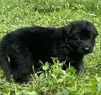 Female 6, a female German Shepherd Dog for sale in Le Roy, NY – 4 of 10