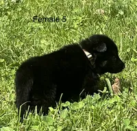 Female 5, a female German Shepherd Dog for sale in Le Roy, NY – 2 of 10
