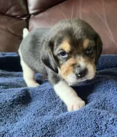 Male 1, a male Beagle for sale in Le Roy, NY – 6 of 10