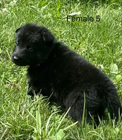 Female 5, a female German Shepherd Dog for sale in Le Roy, NY – 10 of 10