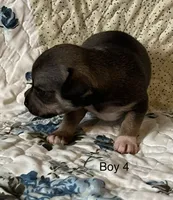 Male 4, a male Chiweenie for sale in Le Roy, NY – 7 of 9
