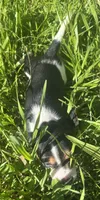 Male 2, a male Beagle for sale in Le Roy, NY – 6 of 8