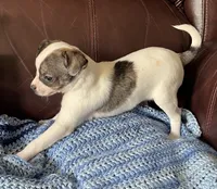 Male 3, a male Chiweenie for sale in Le Roy, NY – 4 of 9