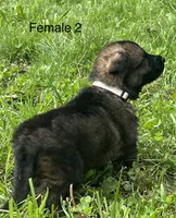 Female 2, a female German Shepherd Dog for sale in Le Roy, NY – 4 of 9