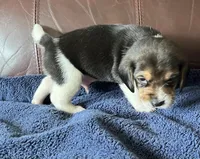 Male 1, a male Beagle for sale in Le Roy, NY – 7 of 10