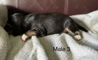 Male 3, a male Beagle for sale in Le Roy, NY – 5 of 5